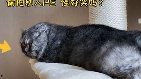娱乐圈吃瓜猫是谁啊,揭秘神秘“吃瓜猫”的真实身份